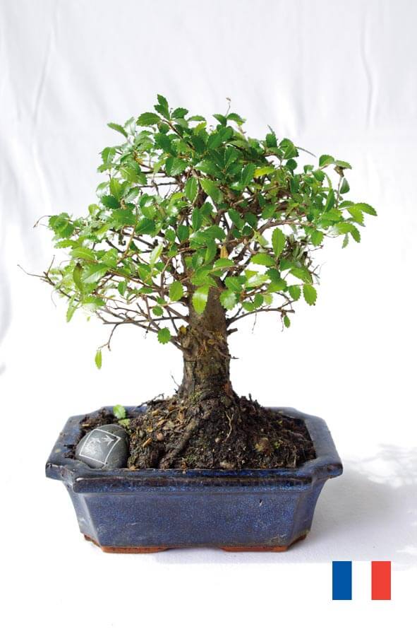 Bonsai Boule ecologique publictiaire ECO113