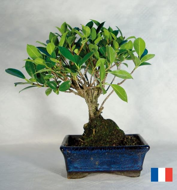 Bonsai Boule ecologique publictiaire ECO113